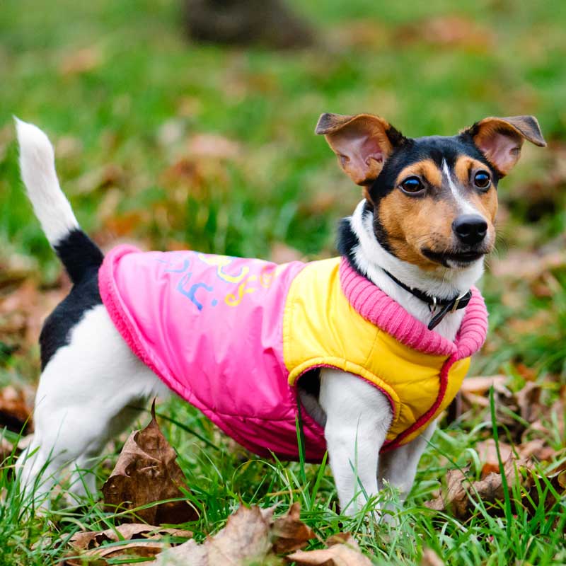 custompromotionalproducts5 Promotional Pet Products