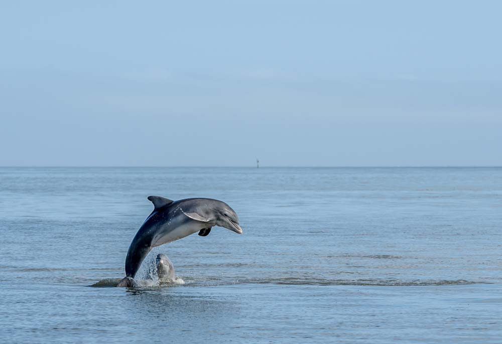 cape may dolphin watch | Cape May NJ