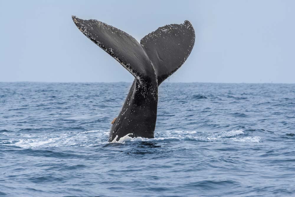 whale watching cape may nj | Cape May NJ