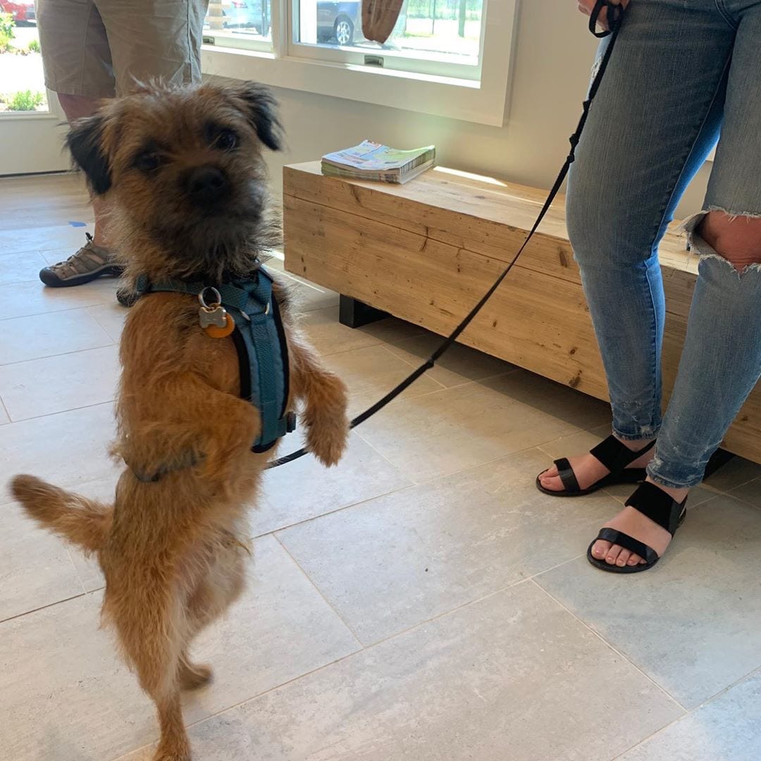 Our first four-legged guest has checked in! And he loved his welcome cookie from Black Sheep Dog Treats! . Welcome to the Boarding House, LJ! We hope you and your humans have a wonderful stay. . . . . . .