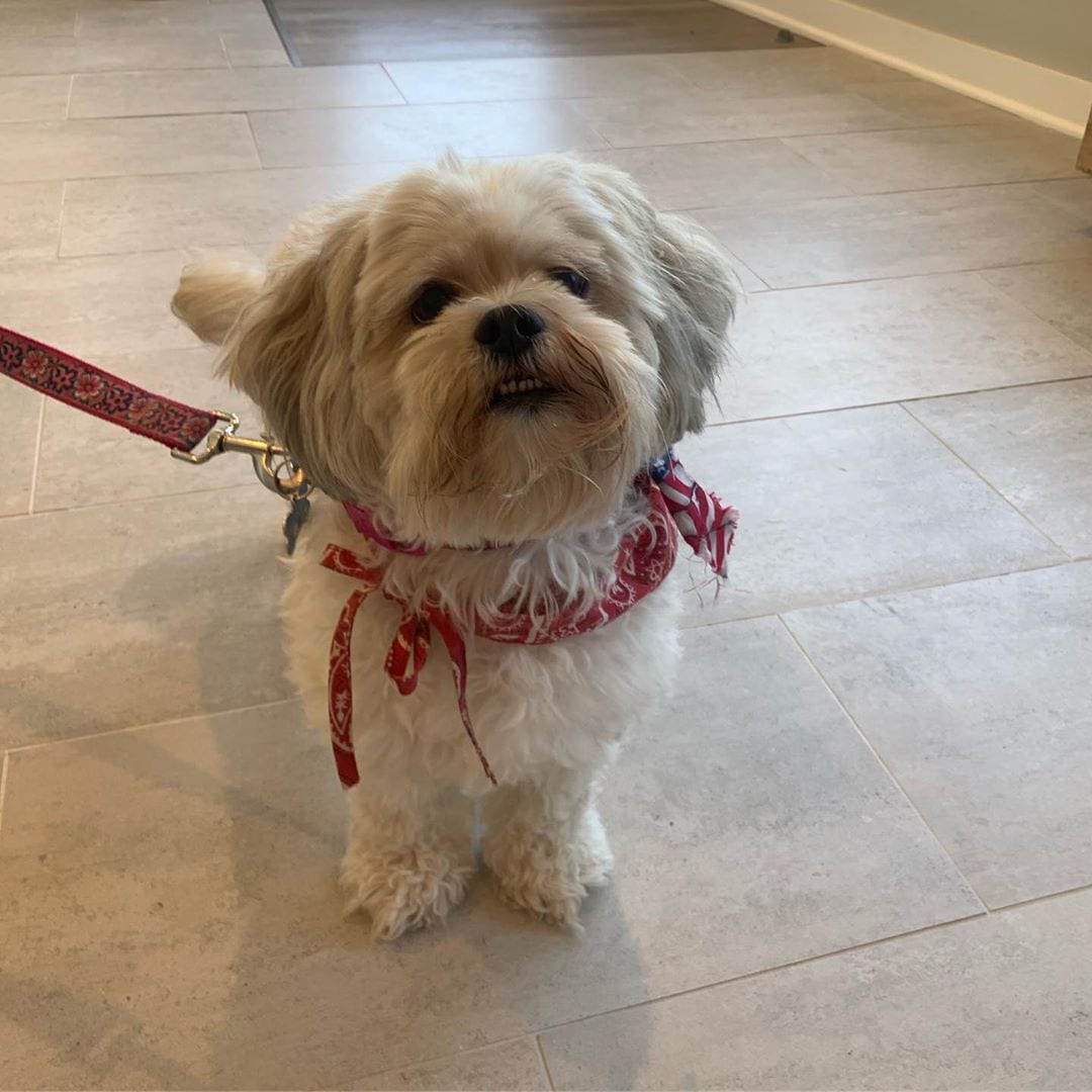 Welcome, Ivy! We love your patriotic bandana and we’re so happy you loved your welcome cookie. . Every pup who stays at the Boarding House gets a custom surfboard-shaped dog cookie from our friends at Black Sheep Dog Treats. All of Black Sheep’s cookies are handmade with all natural ingredients and love. ️ . . . . . . .