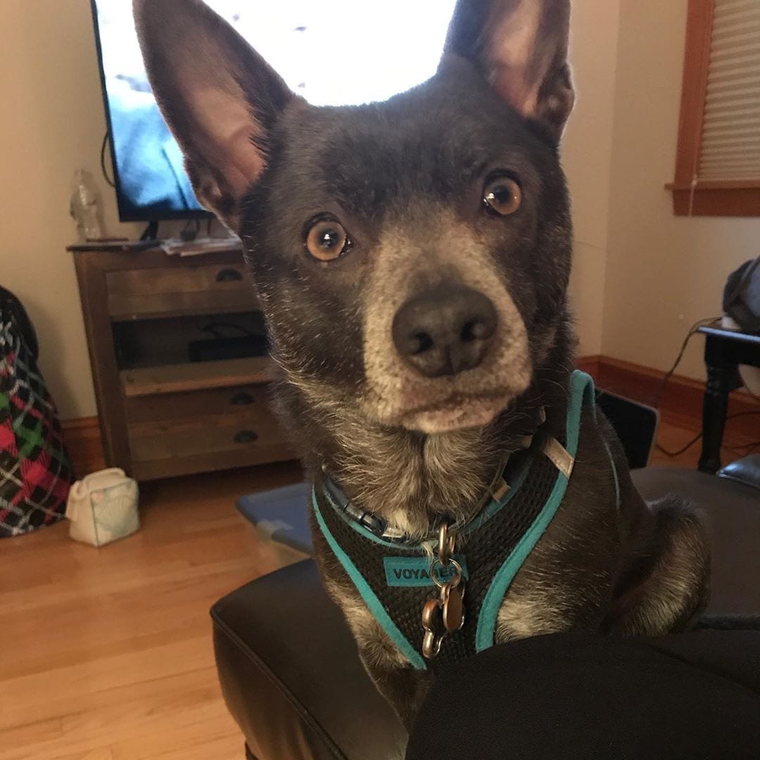 Let’s meet the Pups of the Boarding House!
.
Today’s featured pup is Tucker (his human is Boarding House front desk manager Katie!)
.
Tucker is an 18lb Corgi/Chihuahua mix. Originally from Tennessee, he is now happily a Jersey boy and a beach dog. Katie adopted Tucker when he was two years old, nearly four years ago on April 22, 2016. Tucker was adopted on Queen Elizabeth II’s birthday and due to her fondness for Corgis, Tucker was given the official name of King Tucker!
.
Some of Tucker’s favorites include: eating, chasing tennis balls, being with his humans, sitting on his humans, running really fast, eating, playing with his best buddy Rudy, being “the boss” of his friends at day care, eating, belly scratches, vacationing in the Florida Keys or Disney World...oh and I almost forgot to mention...eating!
.
We’d love to see photos of your pups - especially if you have some fun Boarding House memories to share! Please post and tag us, and we’ll share to our story!
.
.
.
.
.
.
.
.
.
.
.