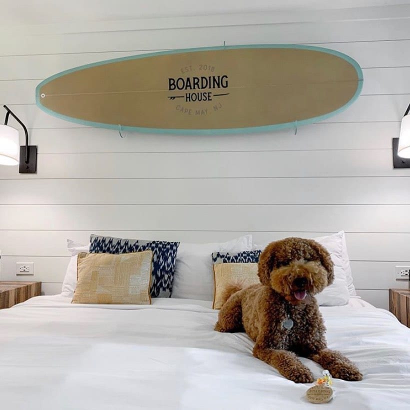 Good pups like sweet Bentlee  get the best spot on the bed!
.
Save on your November getaway to Cape May with our weekend special:
.
Book 2 nights and save 10% on your stay.
Book 3 nights and save 20% on your stay!
.
The Boarding House is open Thursday through Sunday until December 6, and this special is available the weekends of 11/12-11/15 and 11/19-11/22. Link in bio to book!
.
For dog-friendly accommodations, please call 609-884-4884.
.
?: @its_bentlee
.
.
.
.
.
.
.
.
.
.