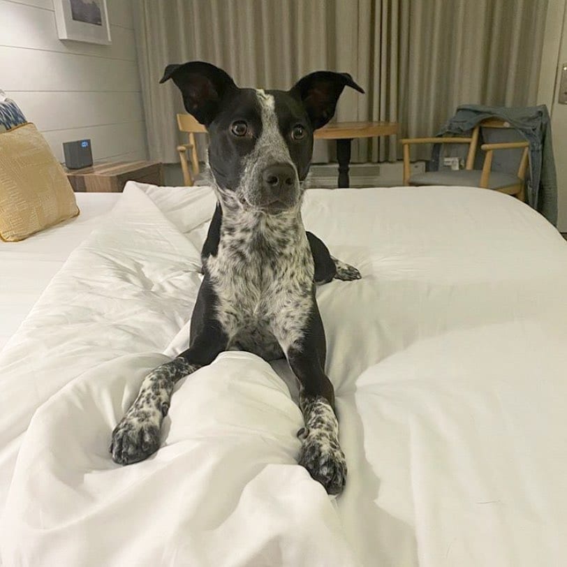 Good girl, Genny!  This sweet pup had a great fall stay at the Boarding House with her humans, and she wants you to know that there’s still time to save on your Cape May getaway this season.
.
Book 2 nights and save 10% on your stay.
️ Book 3 nights and save 20% on your stay!
.
We are currently open Thursday through Sunday, and this special is available 11/12-11/14 and 11/19-11/21.
.
For dog-friendly accommodations, please call 609-884-4884.
.
?: @kelseyyohh
.
.
.
.
.
.
.
.
.
.
.