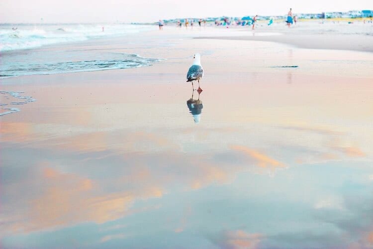 There’s nothing quite like a summer stroll along the shore.
.
.
.